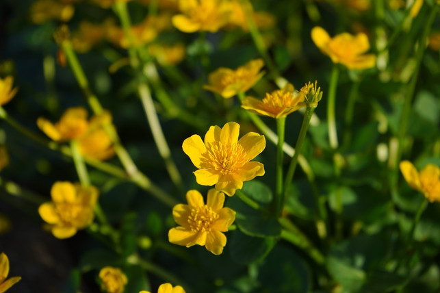 Sumpfdotterblume Tipps zu Standort, Pflanzung und Pflege Utopia.de