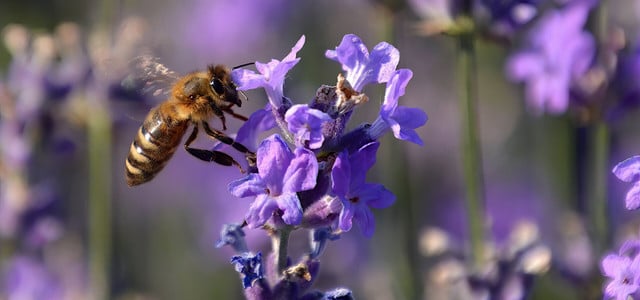 stauden blüte spätsommer juli