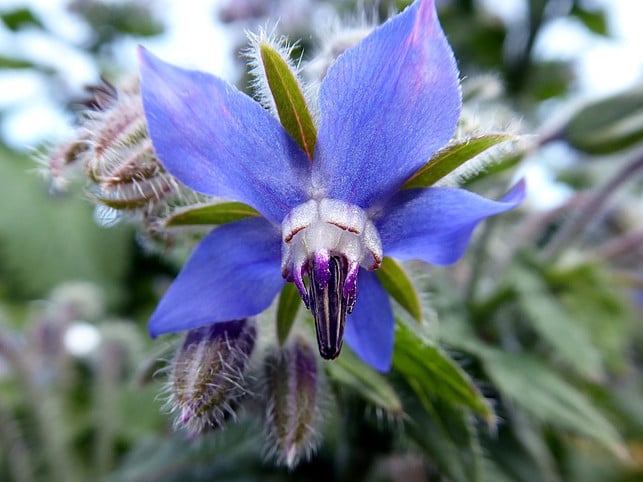 auch-die-blueten-von-borretsch-sind-essbar-cc0-pixabay-virginie-l-190425_download Auch die Blüten von Borretsch sind essbar.