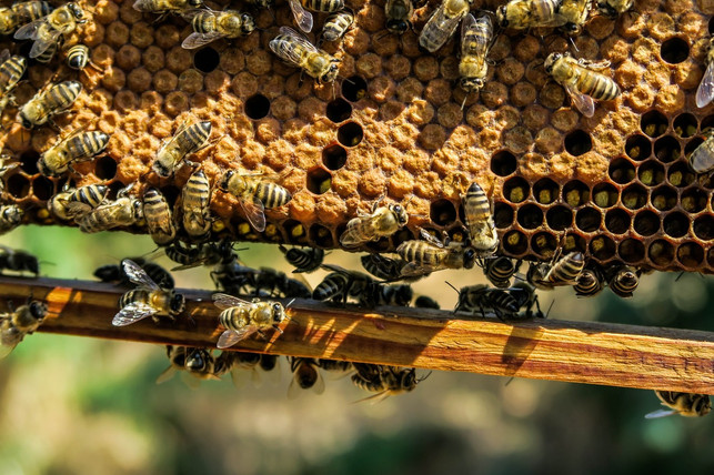bienenvolk-an-verschlossenen-wachswaben-cc0-public-domain-pixabay-pexels-171211_download Bienenvolk an verschlossenen Wachswaben.