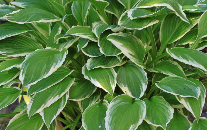kokosnusspalme zimmerpflanze Cocos nucifera main image 1
