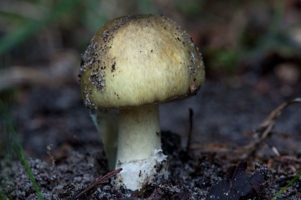 eine-vergiftung-durch-den-knollenblaetterpilz-kann-klaus-dietmar-gabbertdpa-tmn-250909_download Eine Vergiftung durch den Knollenblätterpilz kann tödlich enden.