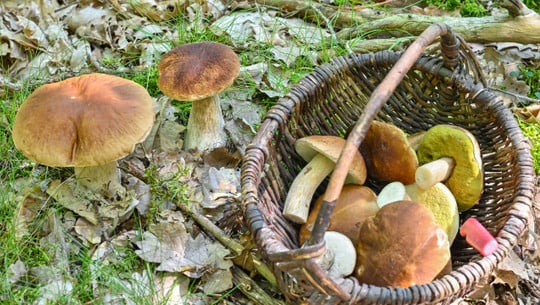 Pilzsaison Steinpilze putzen