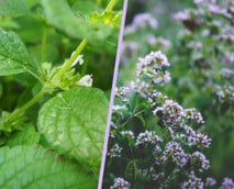 13 bienenfreundliche Kräuter, die du im Garten und auf dem Balkon pflanzen kannst