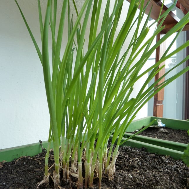 kraeutergarten-balkon-p-schnittknoblauch-170322-1280x1280 Kräutergarten auf dem Balkon, Schnittknoblauch