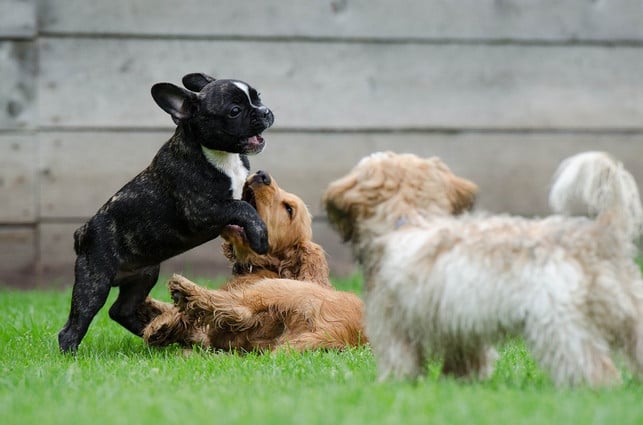 hunde-aus-dem-tierheim-haben-ganz-unterschiedliche-cc0-pixabay-825545-200519_download Hunde aus dem Tierheim haben ganz unterschiedliche Charaktere.