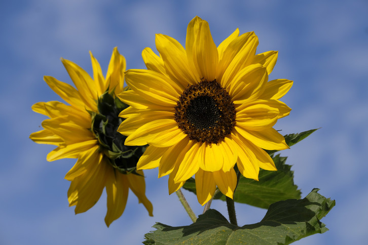 kann man sonnenblumenöl als gleitgel benutzen Was kannst du als Gleitcreme verwenden? main image 1
