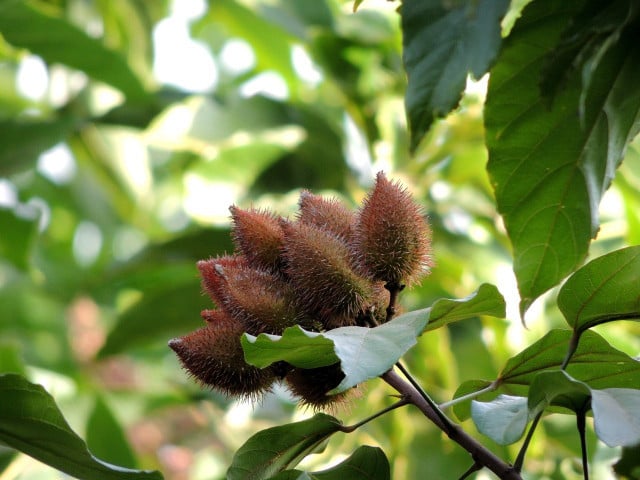 Junge Annattofrüchte am Baum