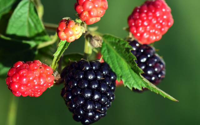 obst-balkon-pb-brombeere-180207-1280x800