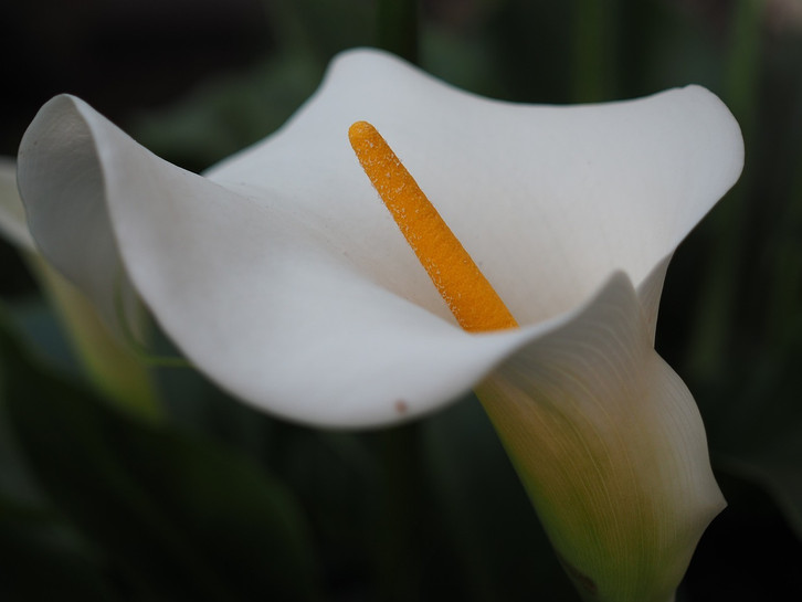Calla berwintern: So hast du auch im nchsten Jahr was von der Blume -  Utopia.de