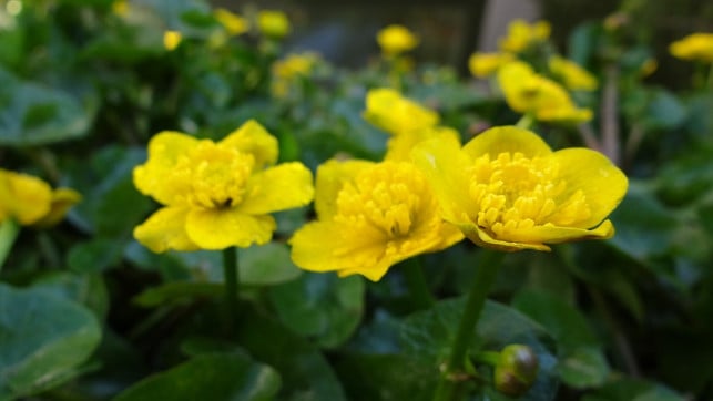 sumpfdotterblumen-fuehlen-sich-in-nassen-boeden-wohl-cc0-pixabay-beeki-190901_download Sumpfdotterblumen fühlen sich in nassen Böden wohl.