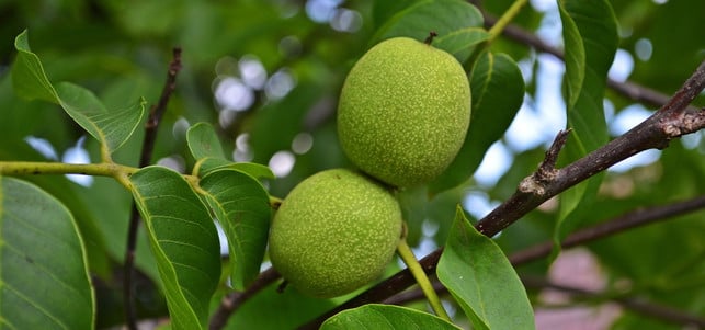 haut-haare-walnuss-pb-krzys16-170301-1280x600 Walnüsse sorgen für schöne Haut, Haare und Nägel und wachsen in Deutschland.
