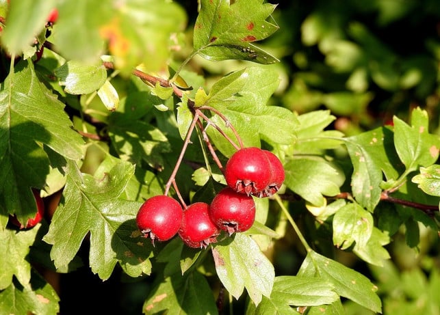 weidornbeeren-eignen-sich-fuer-marmeladen-gelees-o-cc0-pixabay-satynek-190828_download Weidornbeeren eignen sich für Marmeladen, Gelees oder Sirup.