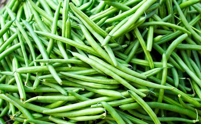 stangenbohnen-wachsen-nach-oben-und-produzieren-me-cc0-pixabay-matthiasboeckel-240126_download Stangenbohnen wachsen nach oben und produzieren mehr Bohnen als die Buschbohnen-Pflanze.