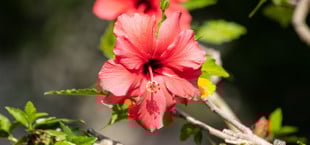 hibiskus überwintern
