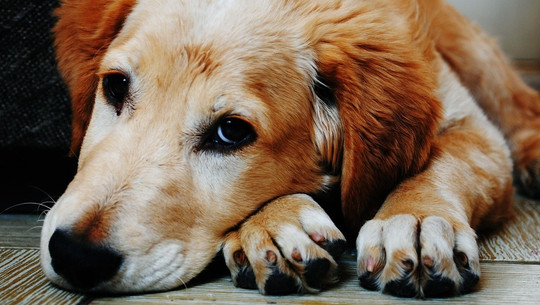 hund-abgeben-cc0-pixabay-pexels-181211 Hund abgeben