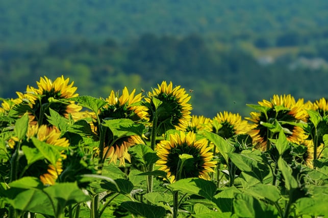 Sonnenblumen pflanzen Standort, Zeitpunkt und Tipps zur Pflege Utopia.de