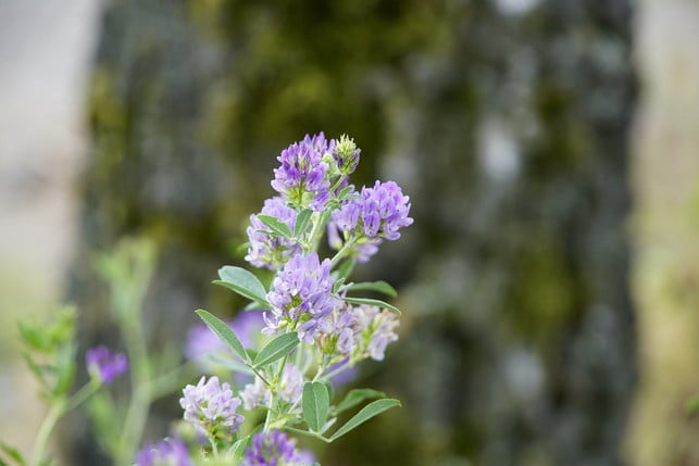 brotklee-kommt-vor-allem-in-alpinen-regionen-vor-cc0-pixabay-jhenning_beauty_of_nature-211214_download Brotklee kommt vor allem in alpinen Regionen vor.