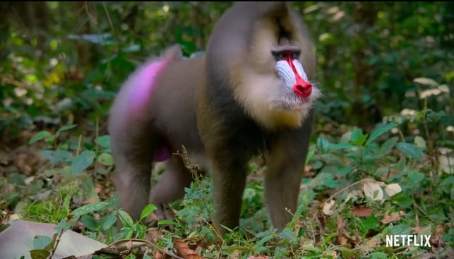 das-leben-in-farbe-mit-david-attenborough-trailer-netflix-210508_download Das Leben in Farbe mit David Attenborough