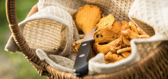 Keine Pfifferlinge oder Steinpilze aus Deutschland im Supermarkt: Warum das so ist