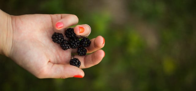 Brombeeren einfrieren