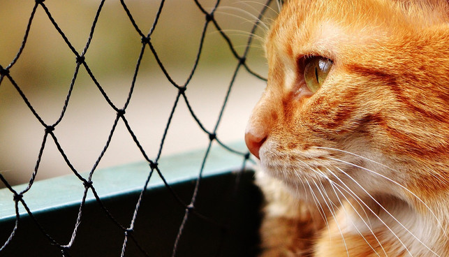 katzen-sehnen-sich-aehnlich-wie-hunde-nach-einem-zu-cc0-pixabay-alexas_fotos-230320_download Katzen sehnen sich ähnlich wie Hunde nach einem Zuhause und einer Familie.