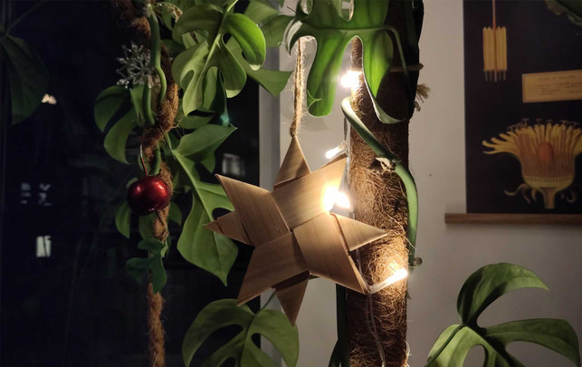 3 Weihnachtsbaum-Alternativen im Test: So wird’s auch ohne Tanne festlich 3 Weihnachtsbaum-Alternativen im Test: So wird’s auch ohne Tanne festlich