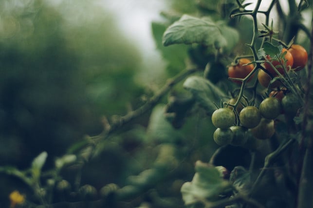 starkzehrer-wie-zum-beispiel-tomaten-freuen-sich-ue-cc0-pixabay-bohdanchreptak-231214_download Starkzehrer wie zum Beispiel Tomaten freuen sich über Urin als Dünger.