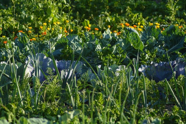 im-gemuesegarten-kannst-du-bananenschale-als-duenger-cc0-pixabay-reginal-201113_download Im Gemüsegarten kannst du Bananenschalen zum Beispiel als Dünger für Tomaten und Gurken nutzen.