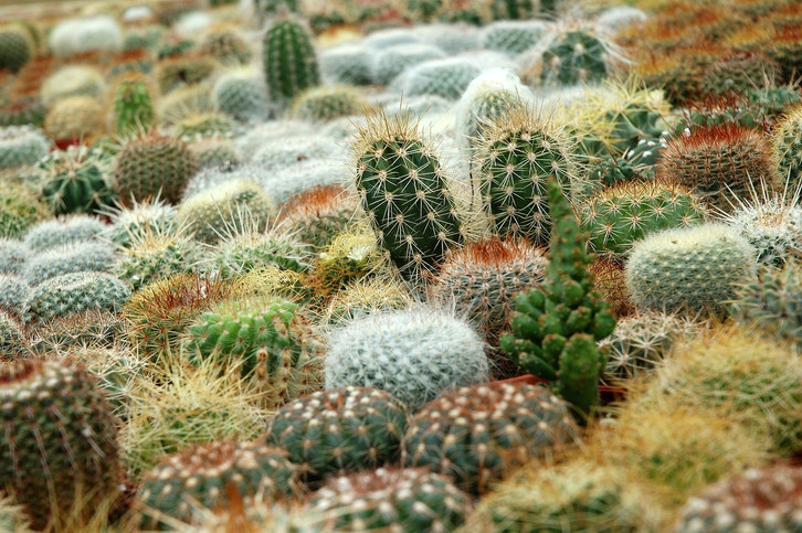 korbmarante wiki Pfauen-Korbmarante main image 0
