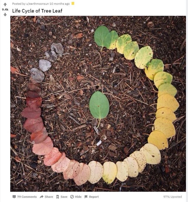 lifecycle-s-reddit-earthmonsoon-201125- Lebenszyklus, Pflanze, Obst, Twitter, Reddit