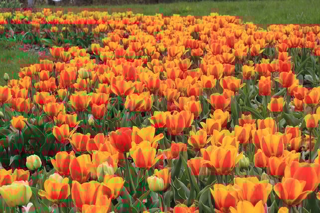 standort-fuer-tulpen-hauptsache-sonnig-cc0-pixabay-puxcom-180311_download Pflanze Tulpen im Spätherbst an einem sonnigen Ort.