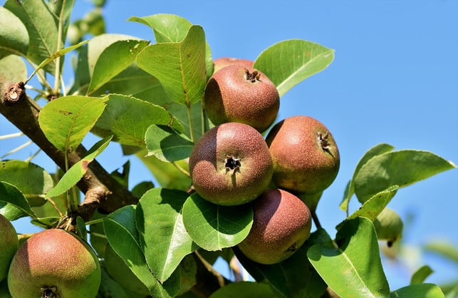 apfelwickler-lieben-frisches-obst-cc0-pixabay-capri23auto-190226_download Apfelwickler lieben frisches Obst und befallen Steinobstsorten.