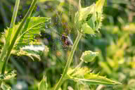 wespenspinnen-halten-sich-am-liebsten-in-halbhohen-cc0-pixabay-nidan-190823_download Wespenspinnen halten sich am liebsten in halbhohen Wiesen auf.