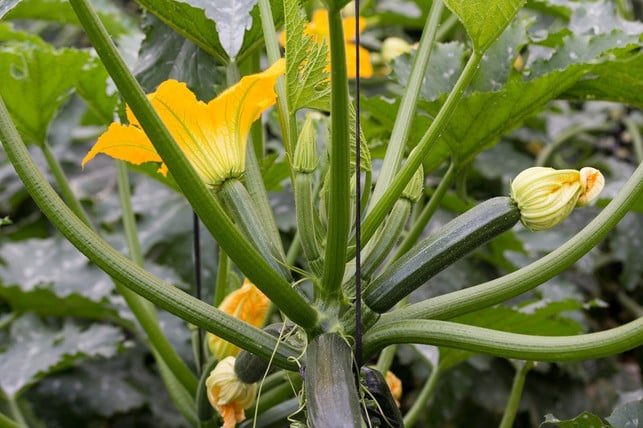 aus-weiblichen-blueten-wachsen-fruechte-cc0-pixabay-ajcespedes-180831_download Aus weiblichen Blüten wachsen die Früchte der Zucchini-Pflanze.