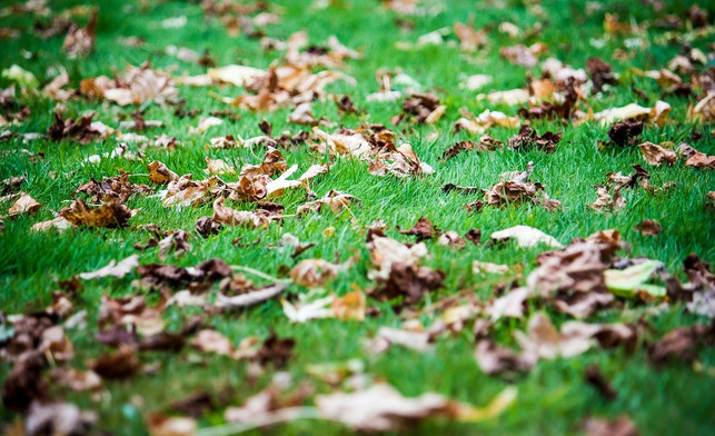 altes-laub-solltest-du-im-herbst-vom-rasen-entfern-cc0-pixabay-377053-180919_download Rasenpflege im Herbst: Altes Laub solltest du vom Rasen entfernen.