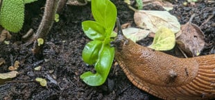 Schnecken im Garten? Diese Fehler solltest du unbedingt vermeiden