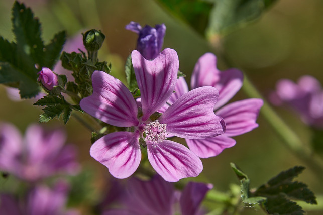 aus-der-wilden-malve-laesst-sich-tee-zubereiten-cc0-pixabay-gerhard_romero-240124_download Aus der Wilden Malve lässt sich Tee zubereiten.