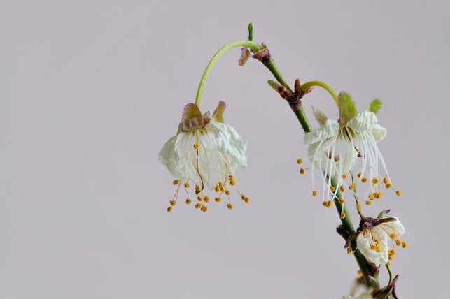 glycerin-sorgt-dafuer-dass-schnittblumen-nicht-so-cc0-pixabay-onepicnowords-220524_download Glycerin sorgt dafür, dass Schnittblumen nicht so schnell welken.