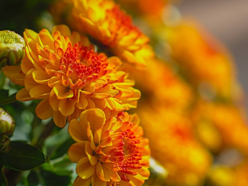 Chrysanthemen dngen: Mit Biomll zu noch schneren Blten - Utopia.de