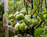 Kann man Pflanzen aus Supermarkt-Gemüse anbauen? Expertin sieht "hohes Risiko"