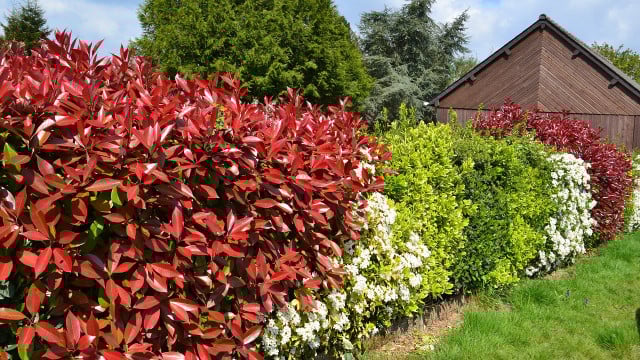 hecke-pflanzen-cc0-pixabay-juliacasado1-180829 hecke pflanzen
