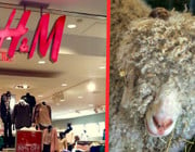 H&M verkauft doch wieder Produkte aus Mohairwolle