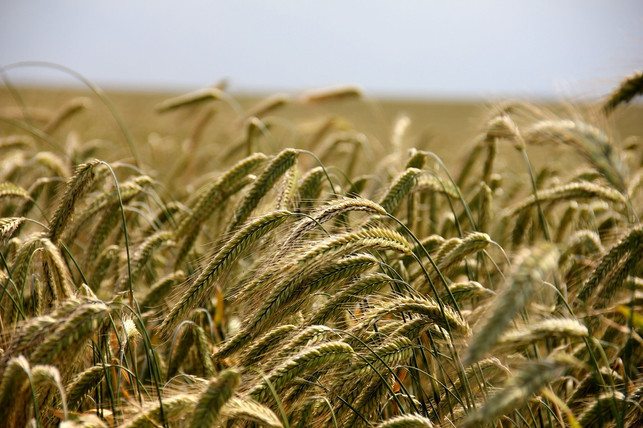 der-verzicht-auf-schaedliche-pestizide-in-der-oekolo-cc0-pixabay-annaer-191023_download Der Verzicht auf schädliche Pestizide in der ökologschen Landwirtschaft trägt nicht nur zu Klimaschutz und Artenerhalt, sondern auch unserer eigenen Gesundheit bei.