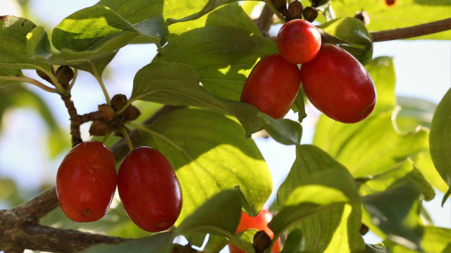 kornelkirsche-cc0-pixabay-goranh-200111 kornelkirsche