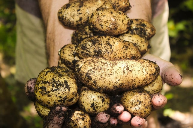kartoffelschale-mitessen-bei-frischen-bio-kartoff-cc0-pixabay-pexels-230820_download Kartoffelschale mitessen: Bei frischen Bio-Kartoffeln geht das.