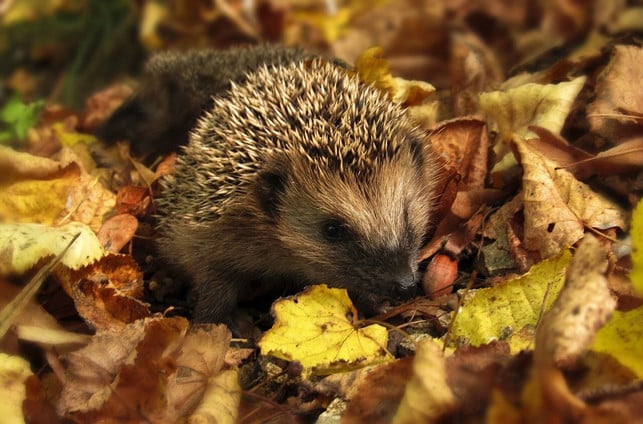nur-in-gewissen-faellen-solltest-du-igel-fuettern-cc0-pixabay-monicore-220906_download Nur in gewissen Fällen solltest du Igel füttern.