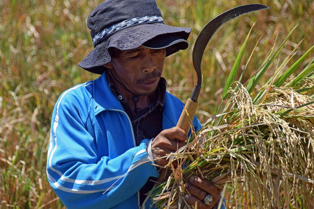 vertreibung-der-kleinbauern-durch-land-grabbing-cc0-pixabay-kolibri5-180226_download Vertreibung der Kleinbauern durch Land Grabbing