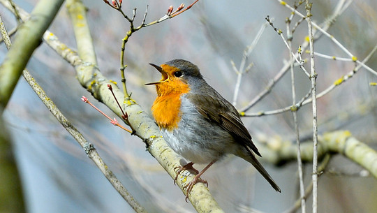 Neue Erkenntnisse: Wie sich Lichtverschmutzung auf Vögel auswirkt Vögel Lichtverschmutzung