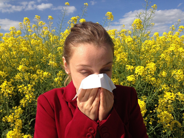 A stuffy nose can occur if you are allergic to ragweed.